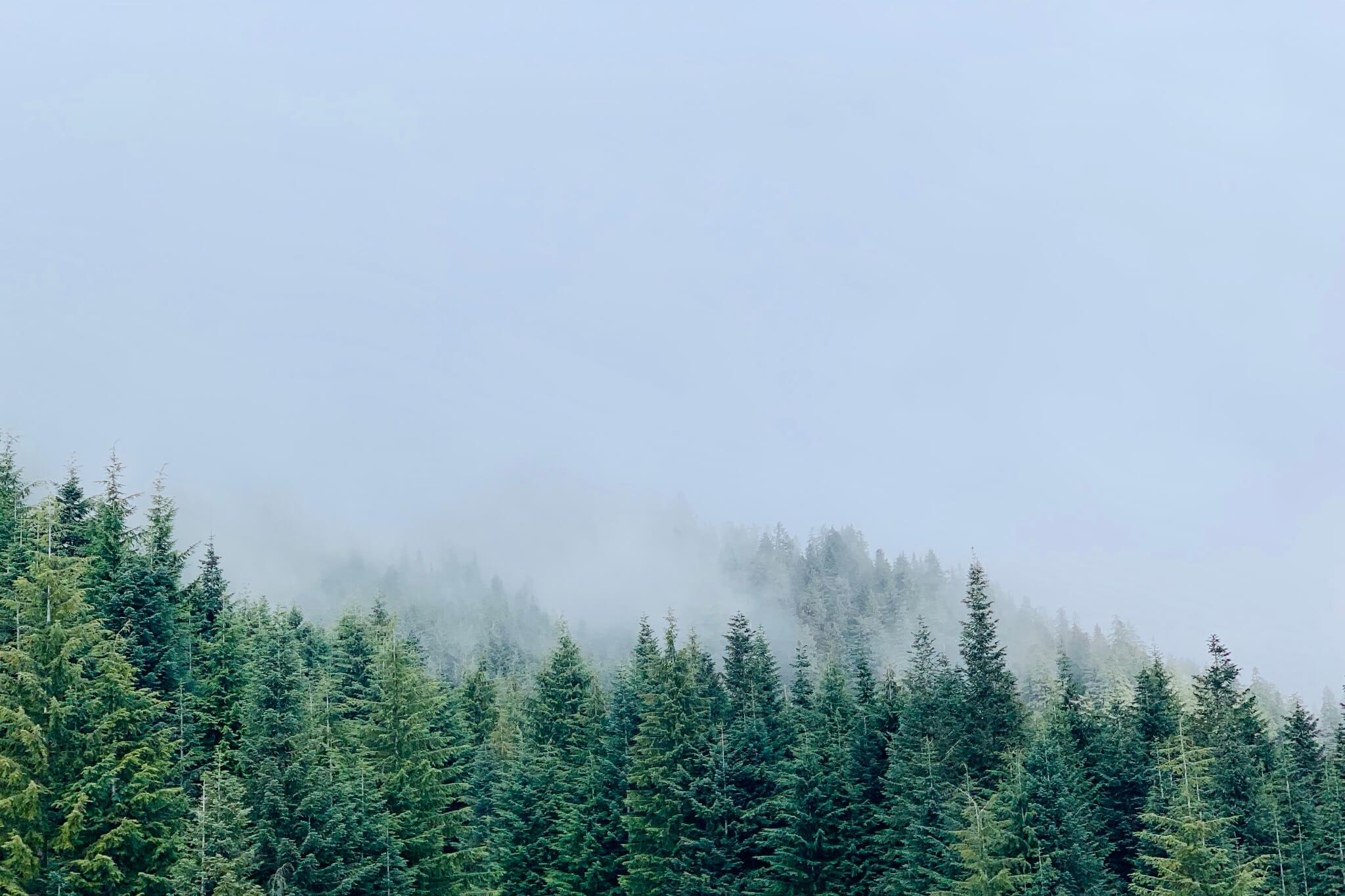 Grouse Mountain, 2020 年 1 月 4 日。iPhone XS。