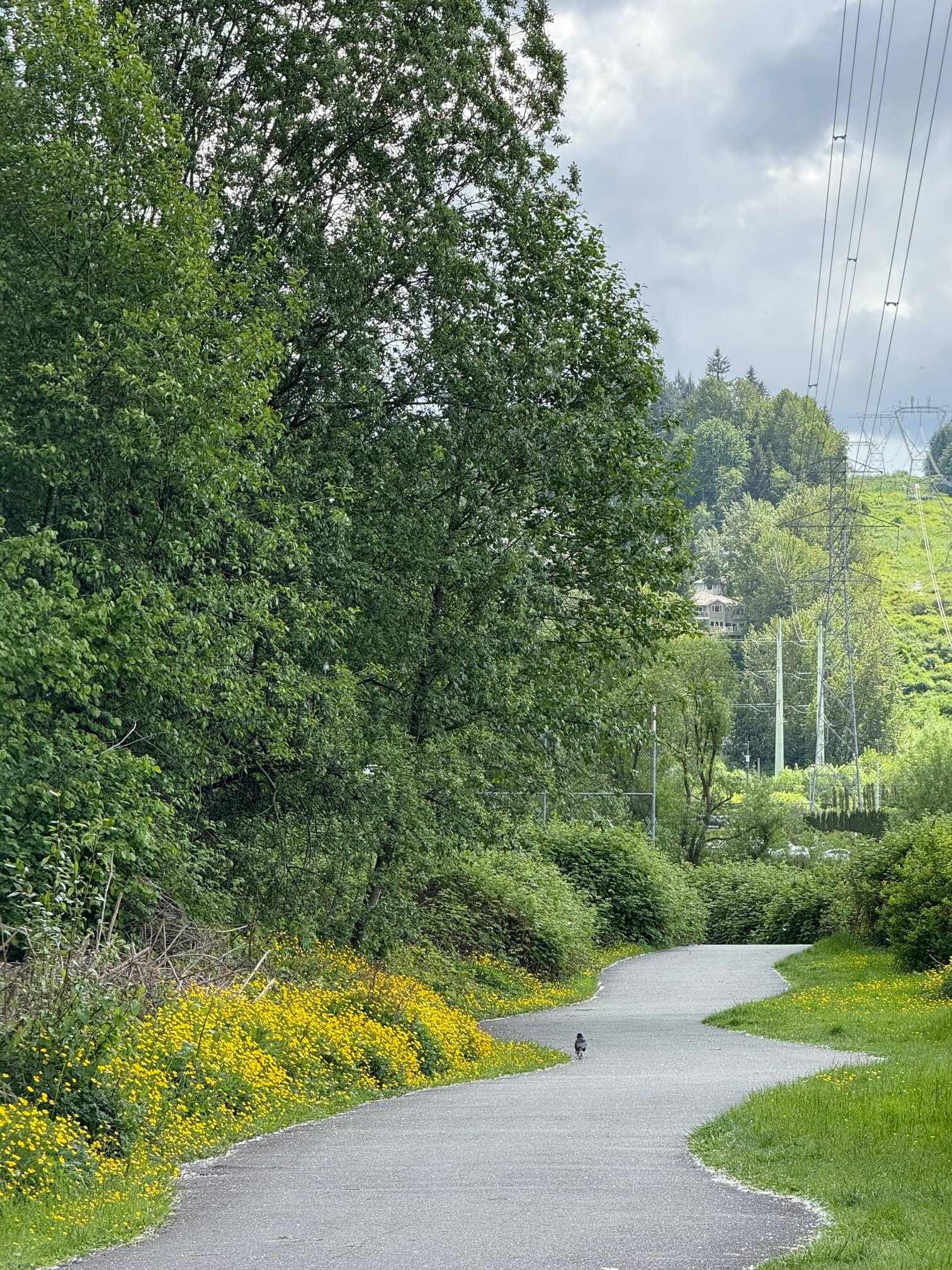 Coquitlam Crunch 路旁野花盛开。