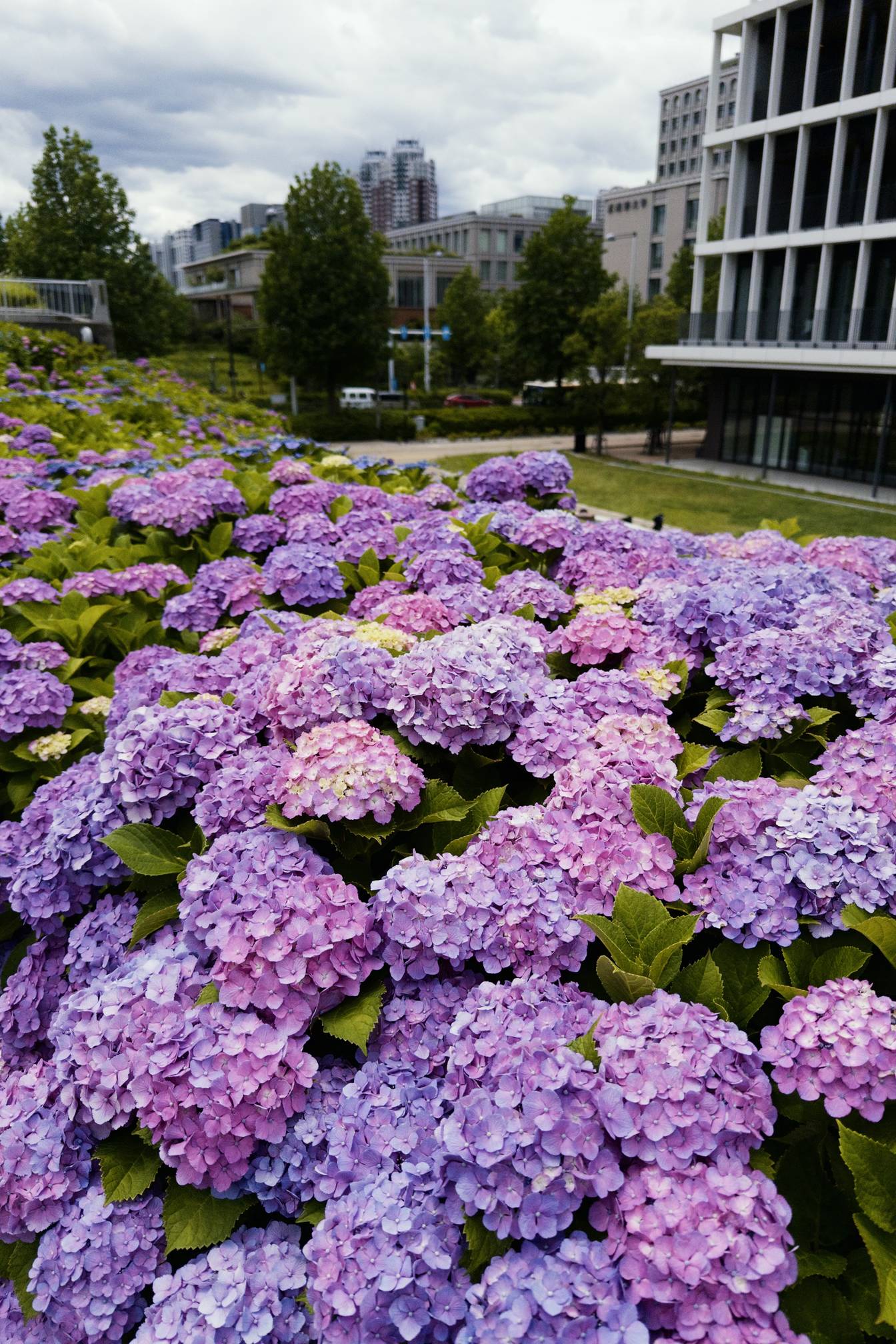 日本人真的很喜欢紫阳花。这一大片紫阳花在哆啦A梦展门口。