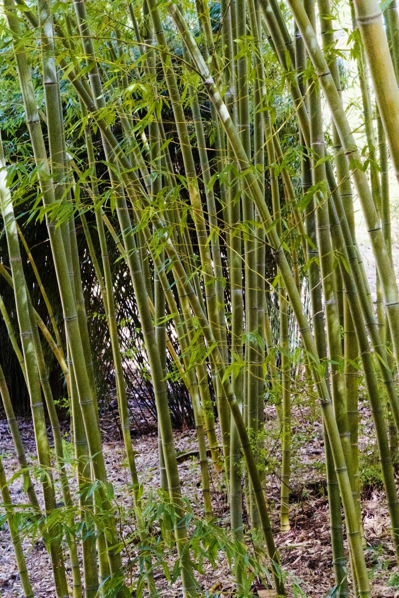 Hoyt Arboretum 竹林
