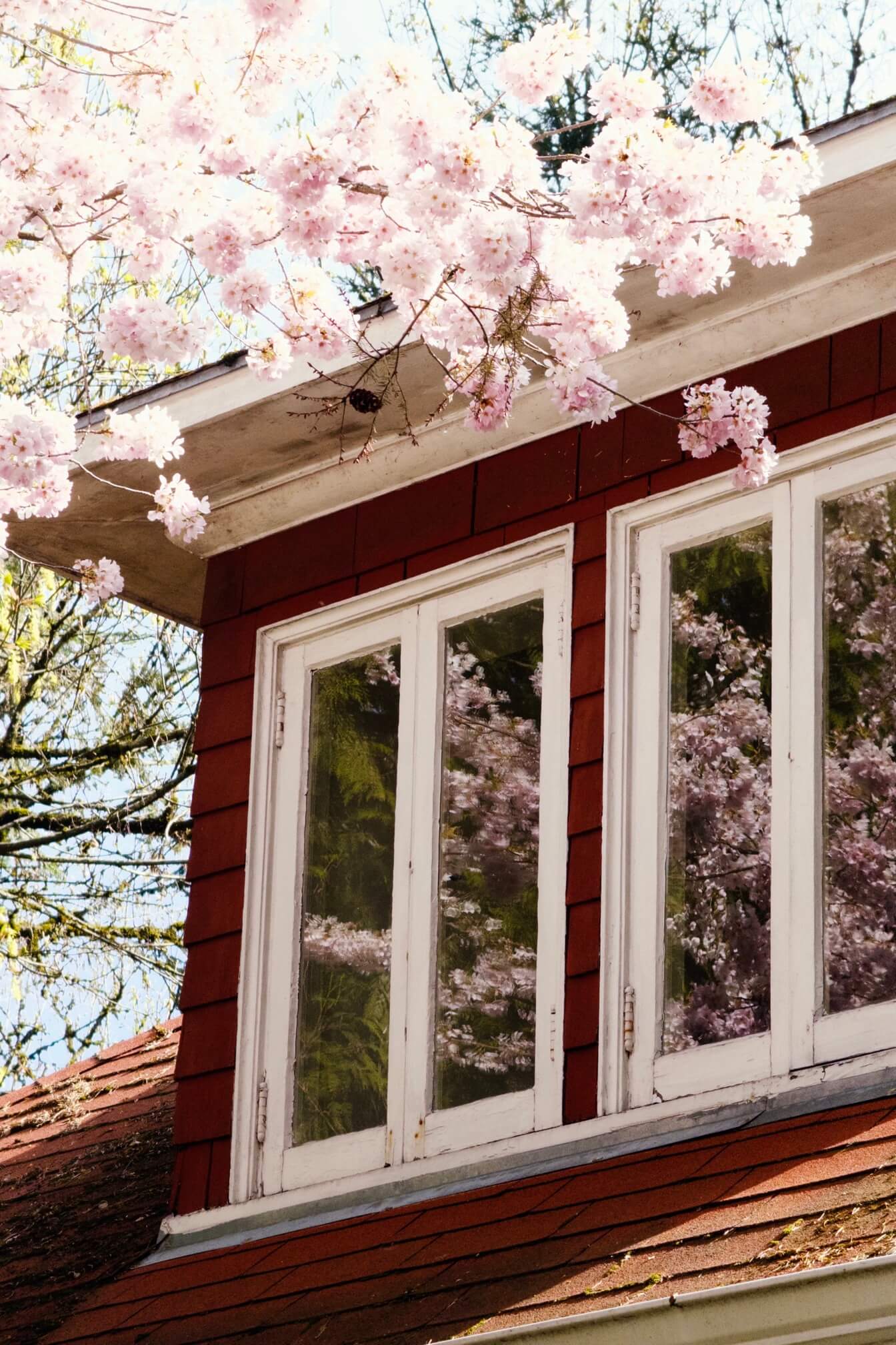 四月初的波特兰到处都是鲜花盛开的样子。这是山上 Pittock Mansion 还在盛放的樱花。城里太暖和，樱花已经败了。